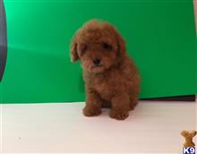 maltipoo puppy posted by NEW PUPPIES